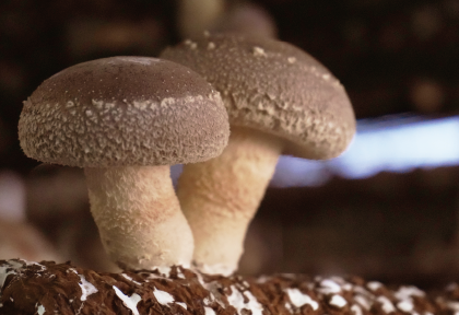 然(ぜん)<sup>®</sup>